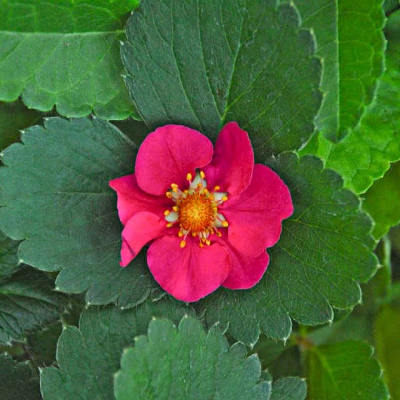 'Tristan' Everbearing Strawberry (Fragaria) - Image 4