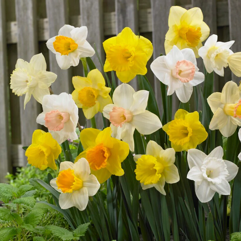 Trumpet Daffodil Mix (Narcissus) - Image 2