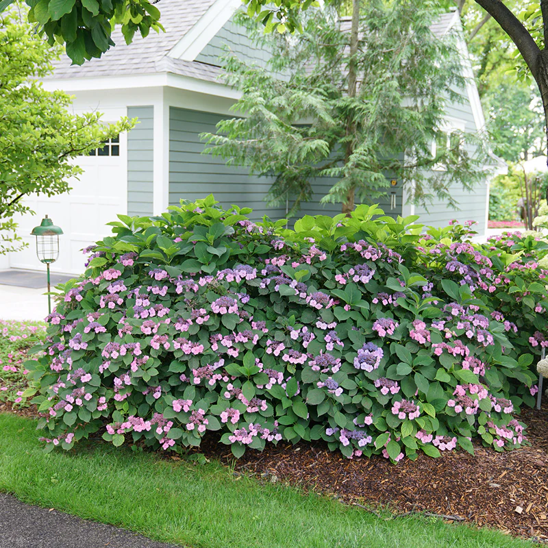 Tuff Stuff™ Mountain Hydrangea - Image 2