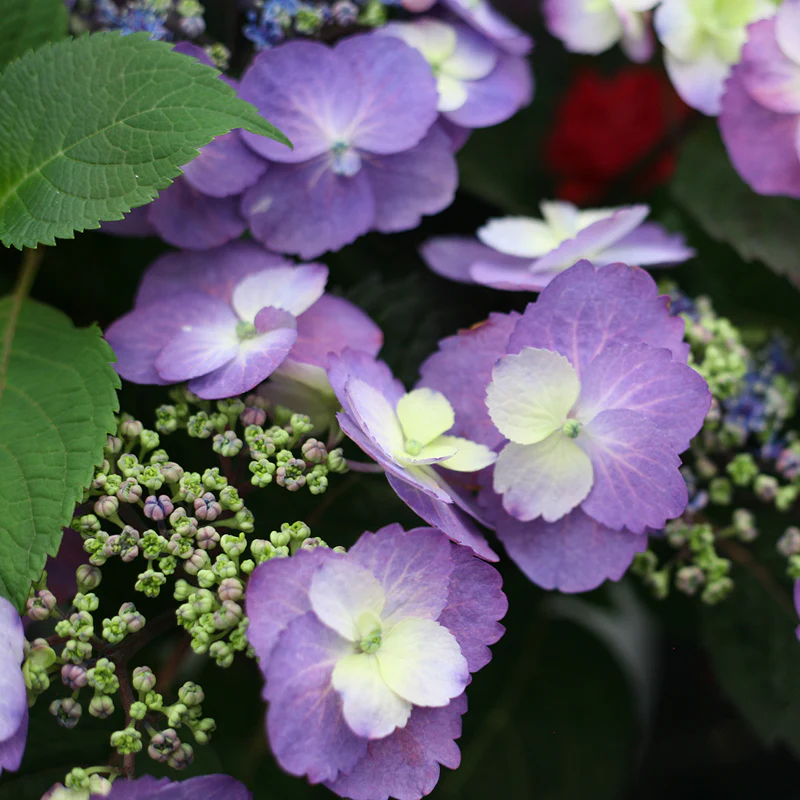 Tuff Stuff™ Mountain Hydrangea - Image 3
