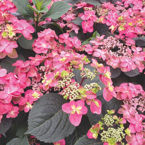 Tuff Stuff™ Red Mountain Hydrangea - Image 2