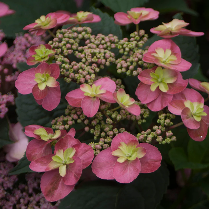 Tuff Stuff™ Red Mountain Hydrangea - Image 3