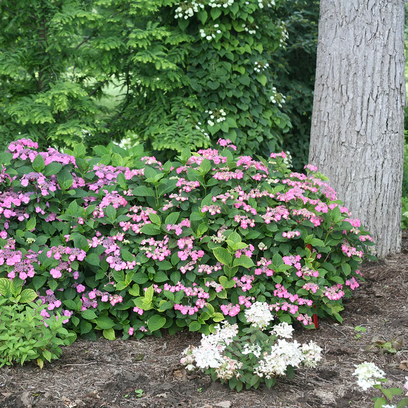 Tuff Stuff™ Red Mountain Hydrangea - Image 4
