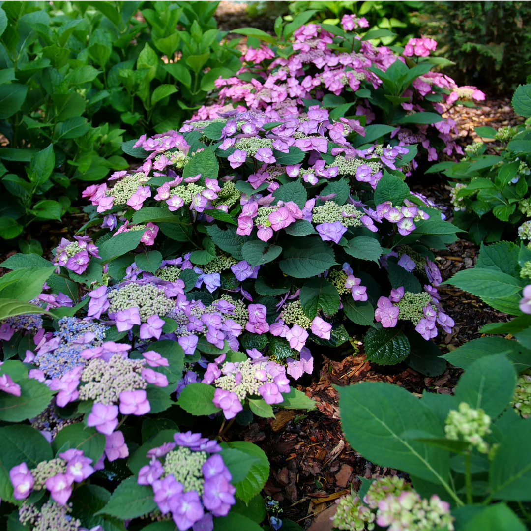 Tuff Stuff Top Fun® Mountain Hydrangea - Image 4