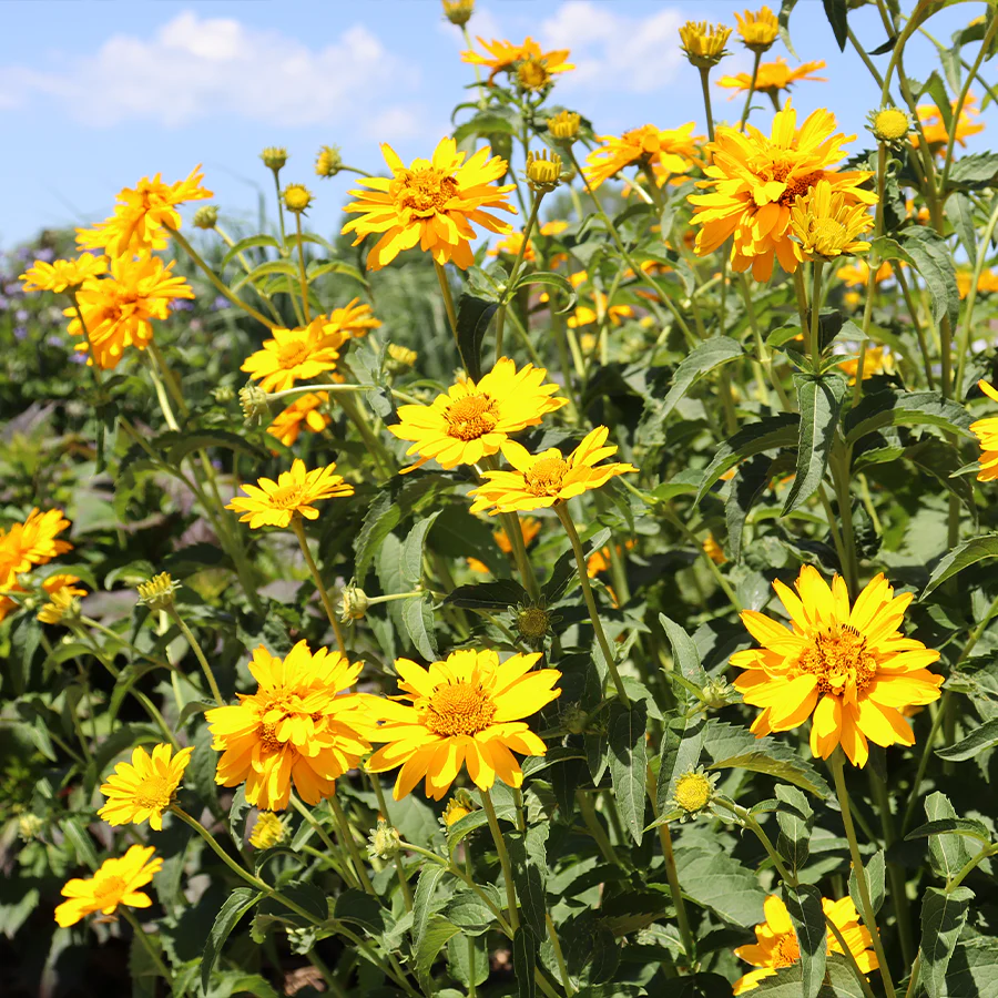 Tuscan Gold™ False Sunflower (Heliopsis) - Image 2
