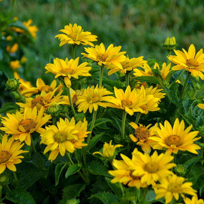 Tuscan Gold™ False Sunflower (Heliopsis) - Image 3