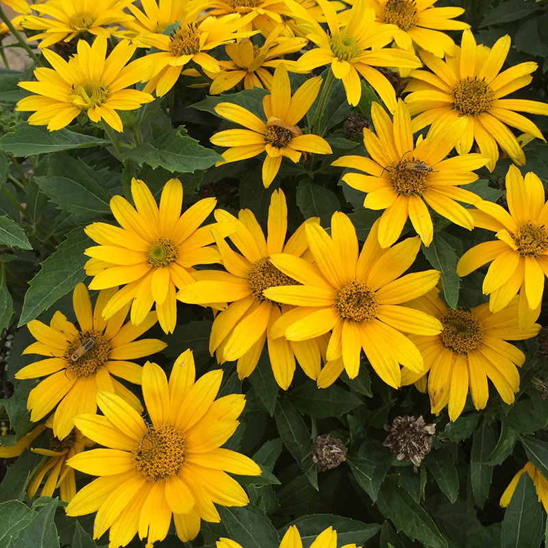 Tuscan Gold™ False Sunflower (Heliopsis) - Image 4