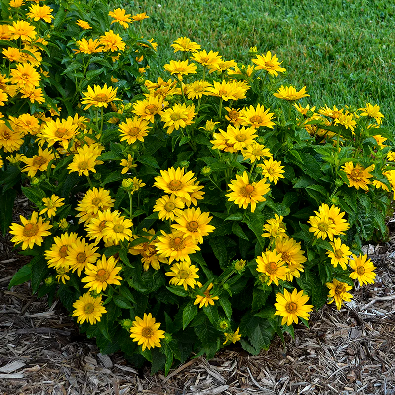 Tuscan Gold™ False Sunflower (Heliopsis) - Image 5