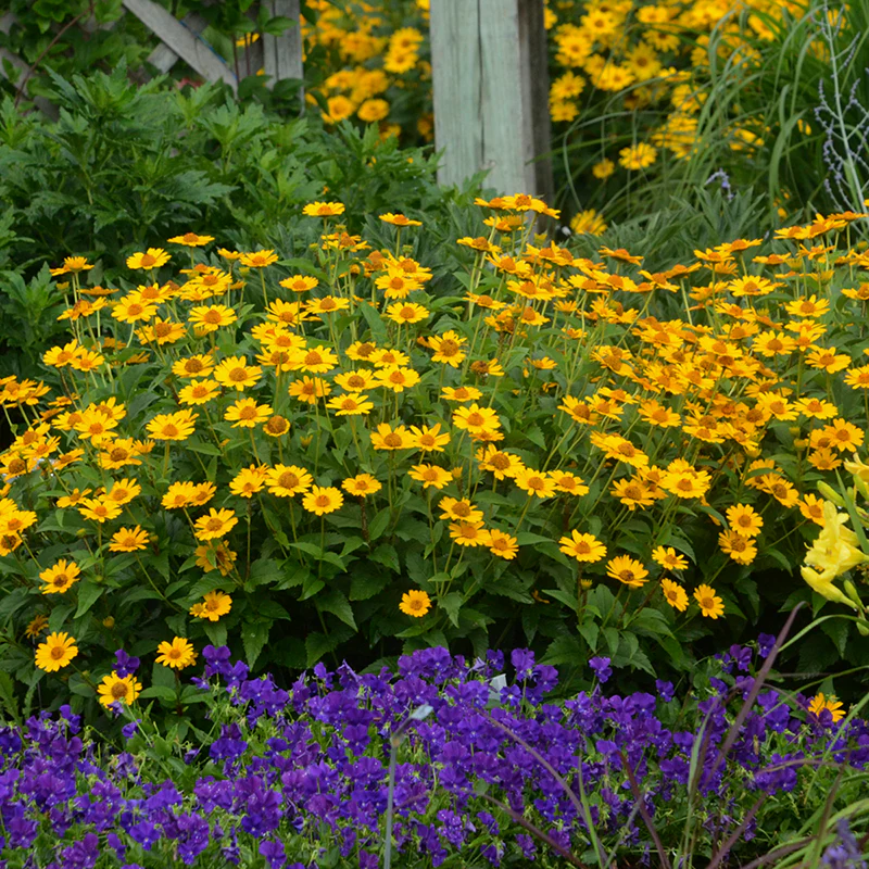'Tuscan Sun' False Sunflower (Heliopsis) - Image 2