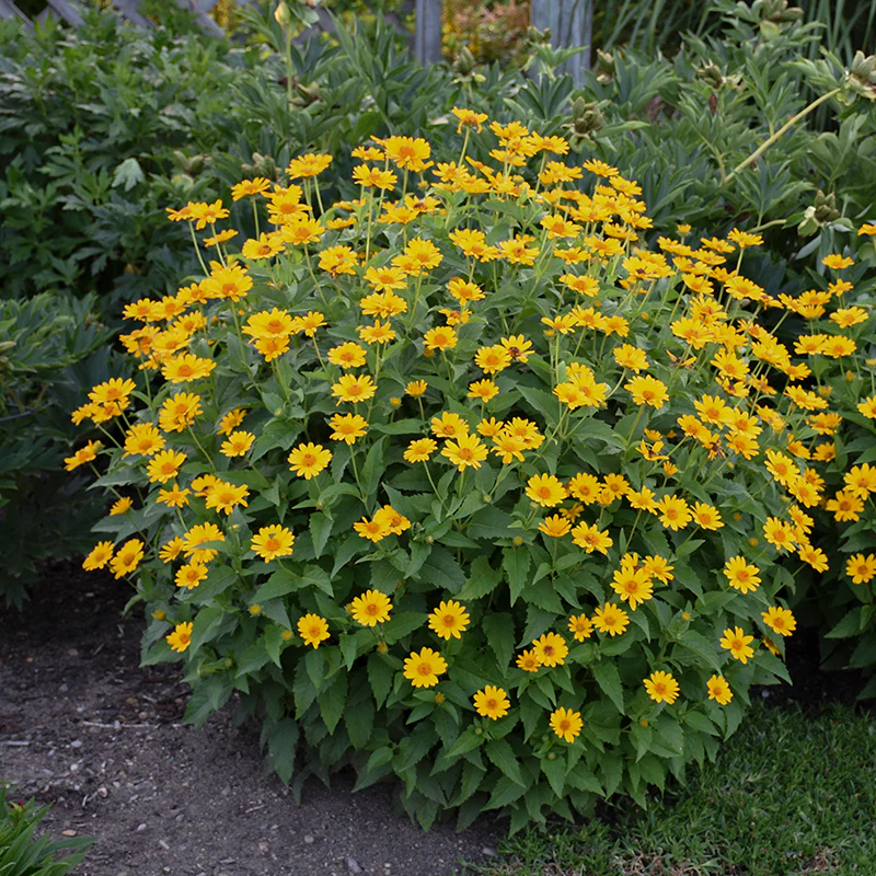 'Tuscan Sun' False Sunflower (Heliopsis) - Image 4