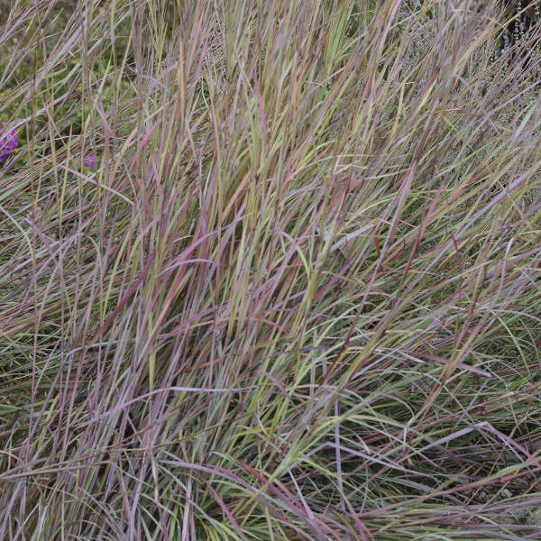 'Twilight Zone' Little Bluestem Grass (Schizachyrium) - Image 3