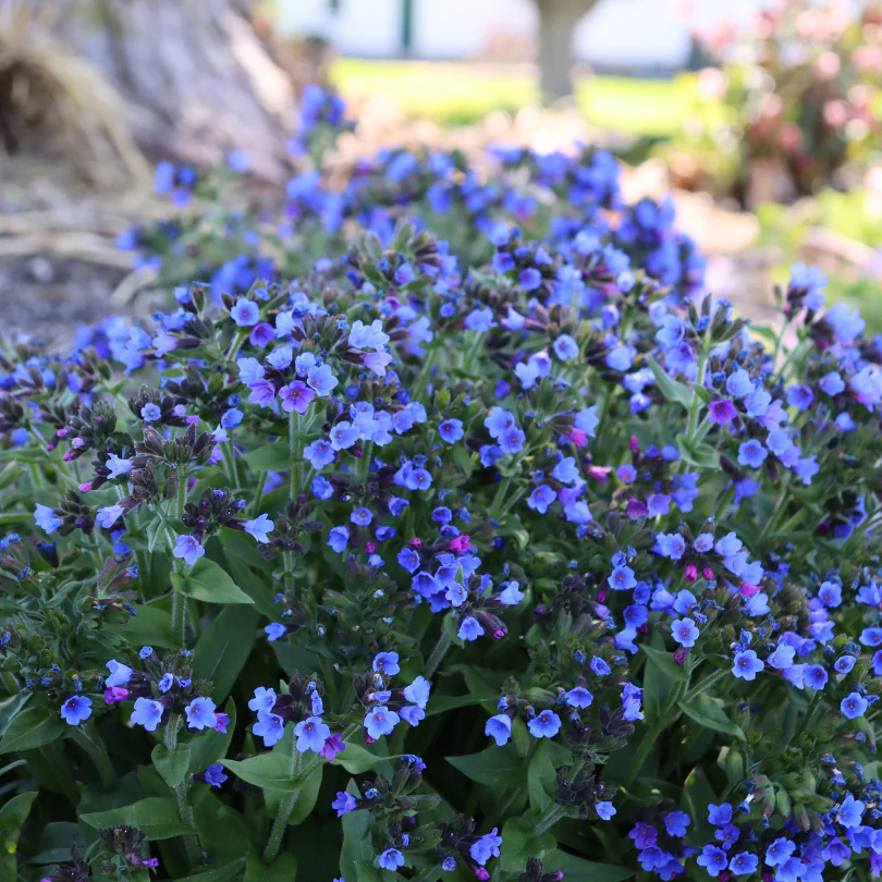 'Twinkle Toes' Lungwort (Pulmonaria) - Image 2