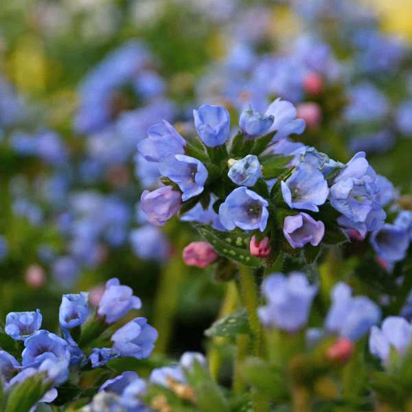 'Twinkle Toes' Lungwort (Pulmonaria) - Image 3