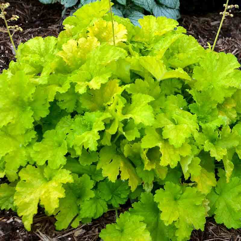 'Twist of Lime' Coral Bells - Image 2
