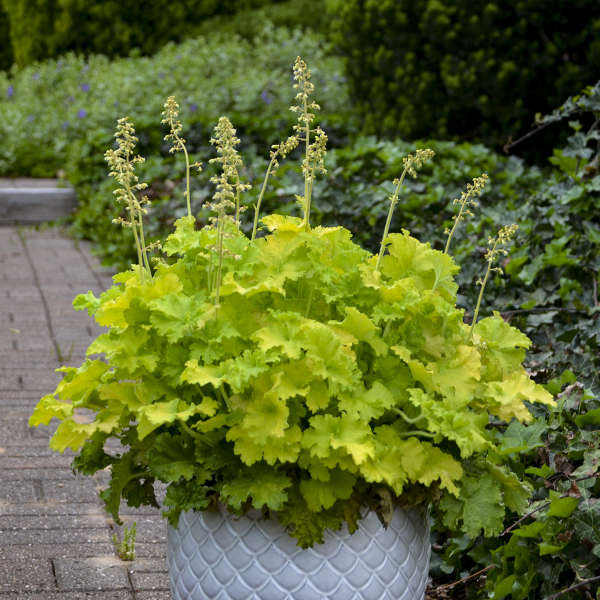 'Twist of Lime' Coral Bells - Image 3