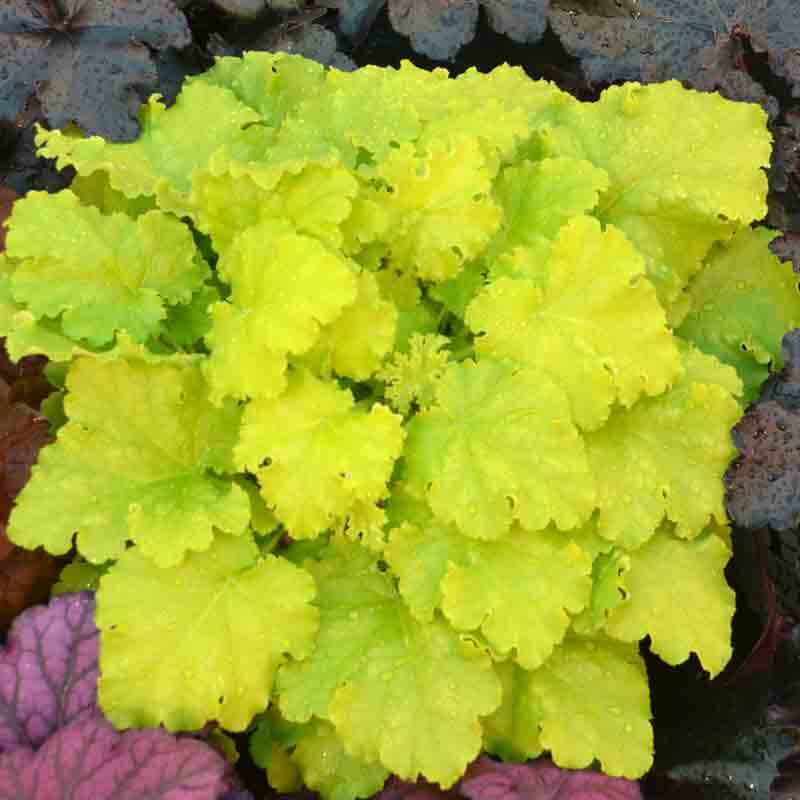 'Twist of Lime' Coral Bells - Image 4