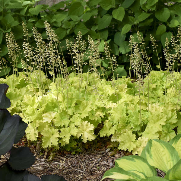 'Twist of Lime' Coral Bells - Image 5