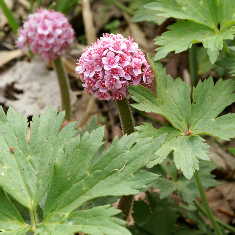 Umbrella Plant (Darmera) - Image 3