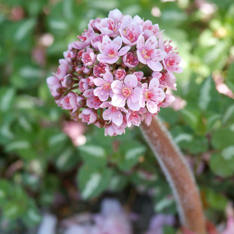 Umbrella Plant (Darmera) - Image 4