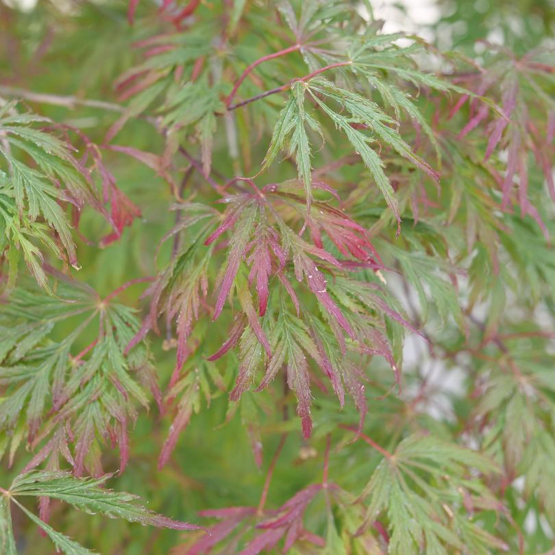 Uncommon Thread™ Japanese Maple (Acer) - Image 2