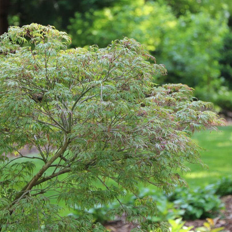 Uncommon Thread™ Japanese Maple (Acer) - Image 3
