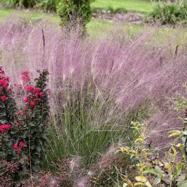'Undaunted' Muhly Grass (Muhlenbergia) - Image 3