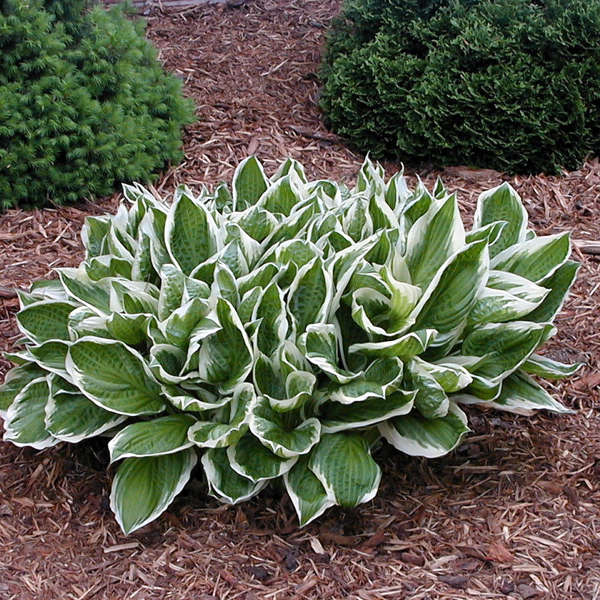 'Undulata Albomarginata' Hosta - Image 2