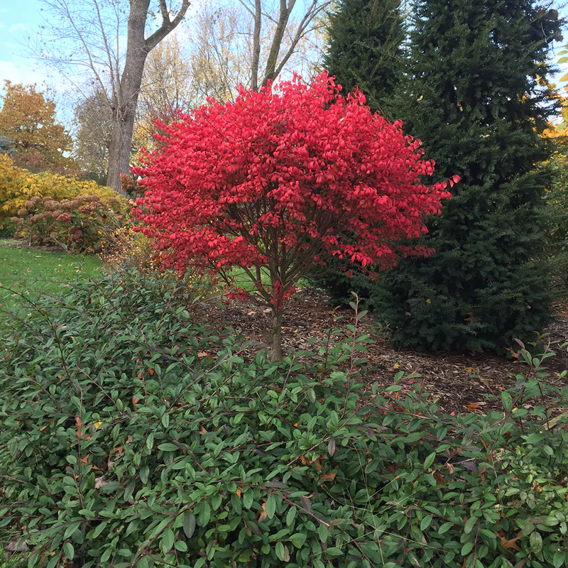 Unforgettable FireĀ® Burning Bush