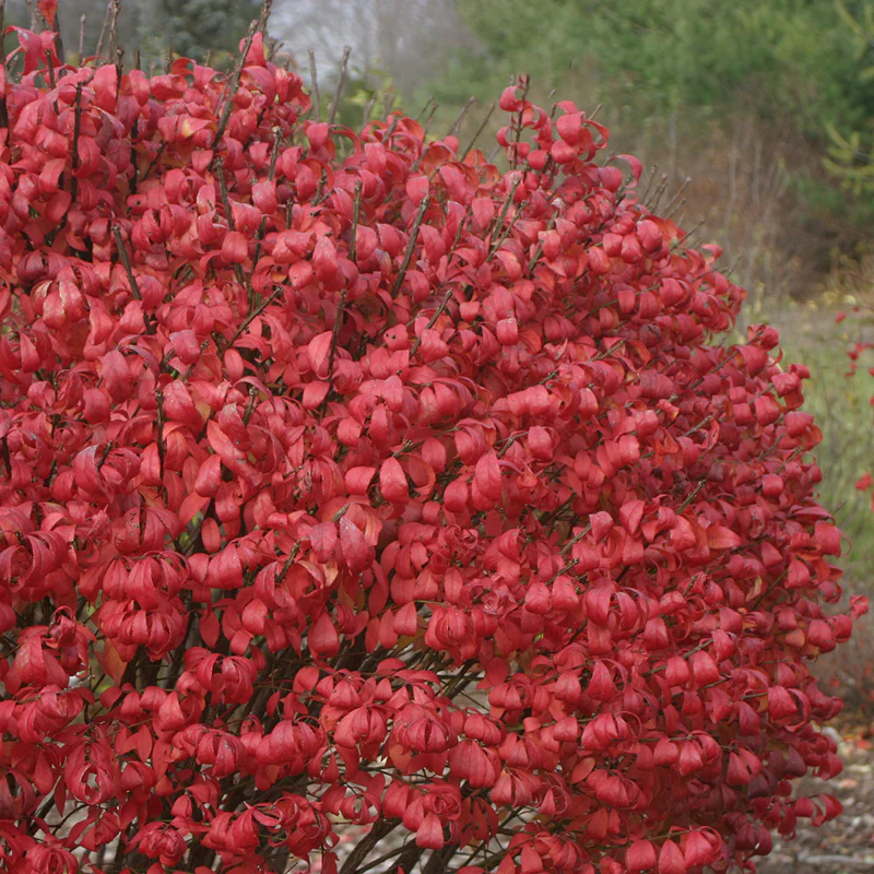 Unforgettable FireĀ® Burning Bush - Image 2