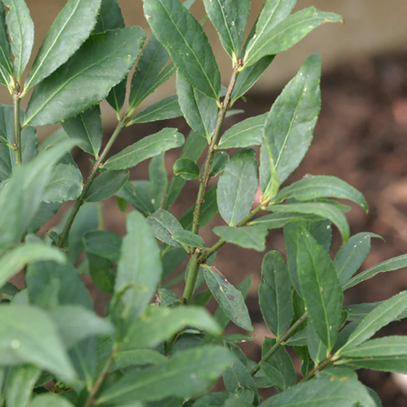 Unforgettable FireĀ® Burning Bush - Image 3