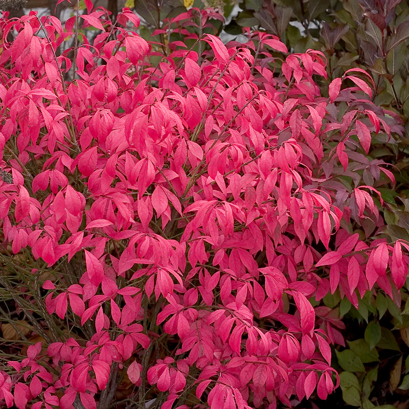 Unforgettable FireĀ® Burning Bush - Image 4