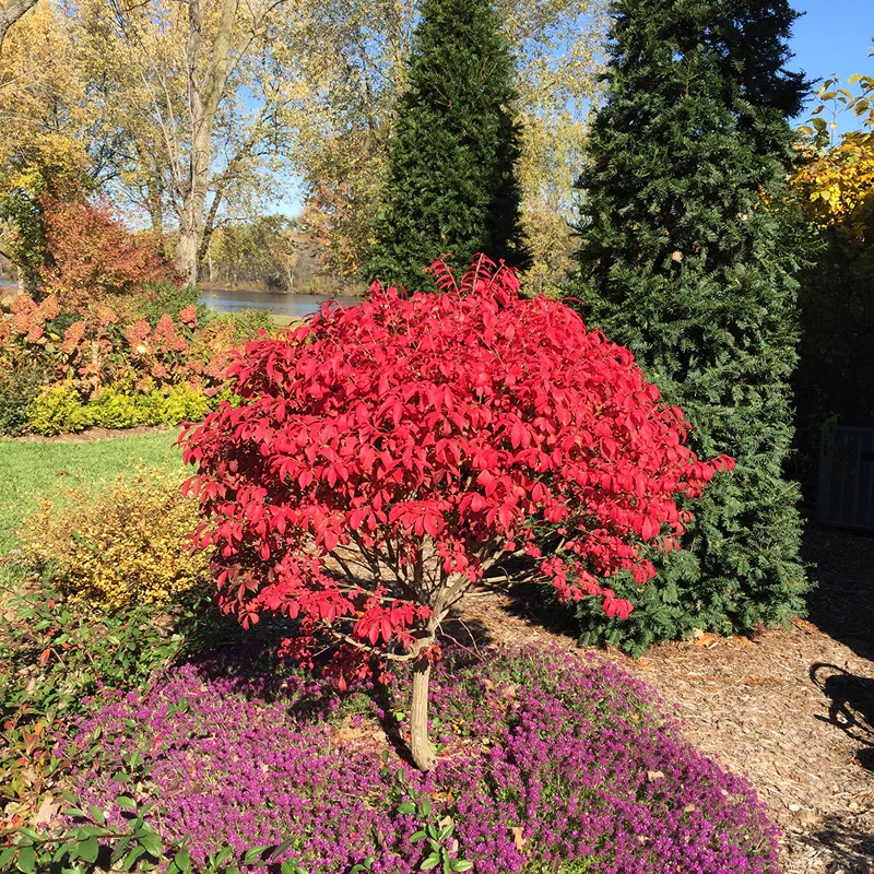 Unforgettable FireĀ® Burning Bush - Image 5