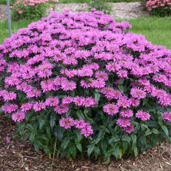 Upscale™ 'Lavender Taffeta' Bee Balm (Monarda) - Image 3
