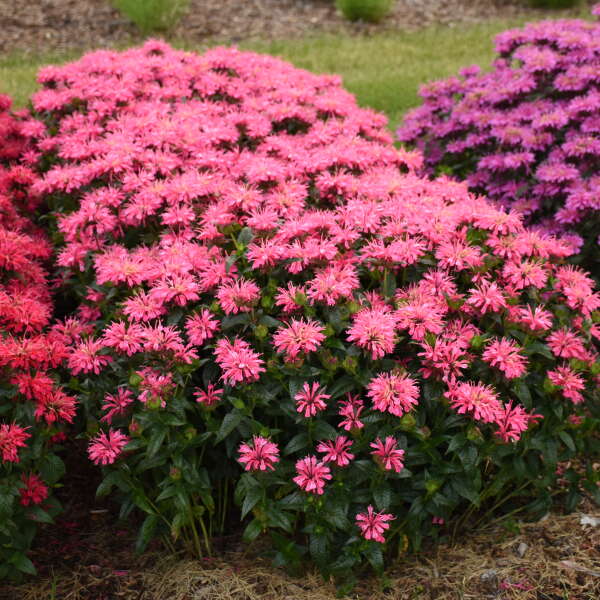 Upscale⢠'Pink Chenille' Bee Balm (Monarda)