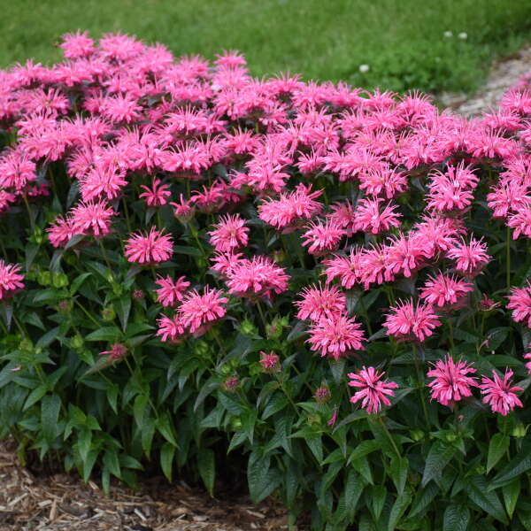 Upscale⢠'Pink Chenille' Bee Balm (Monarda) - Image 2