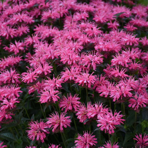 Upscale⢠'Pink Chenille' Bee Balm (Monarda) - Image 3