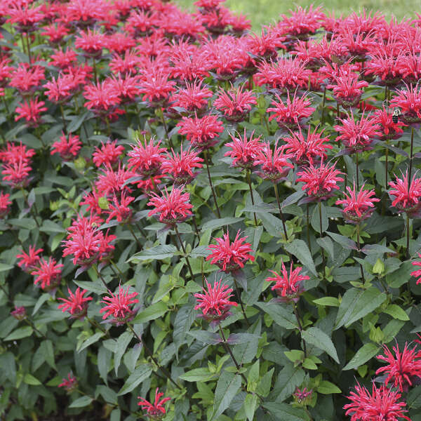 Upscale™ 'Red Velvet' Bee Balm (Monarda) - Image 2
