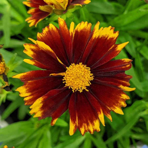 Uptick™ Red Tickseed (Coreopsis) - Image 2