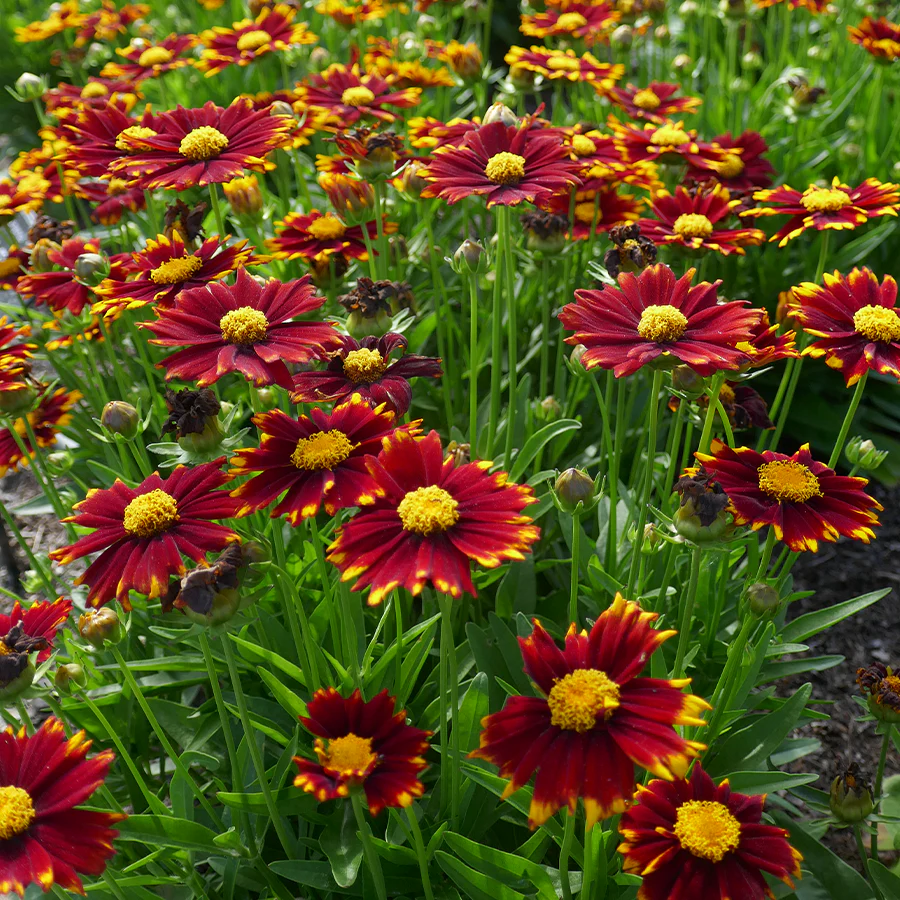 Uptick™ Red Tickseed (Coreopsis) - Image 3