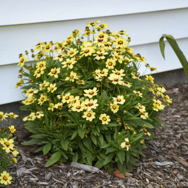 Uptick⢠Cream & Red Tickseed (Coreopsis)