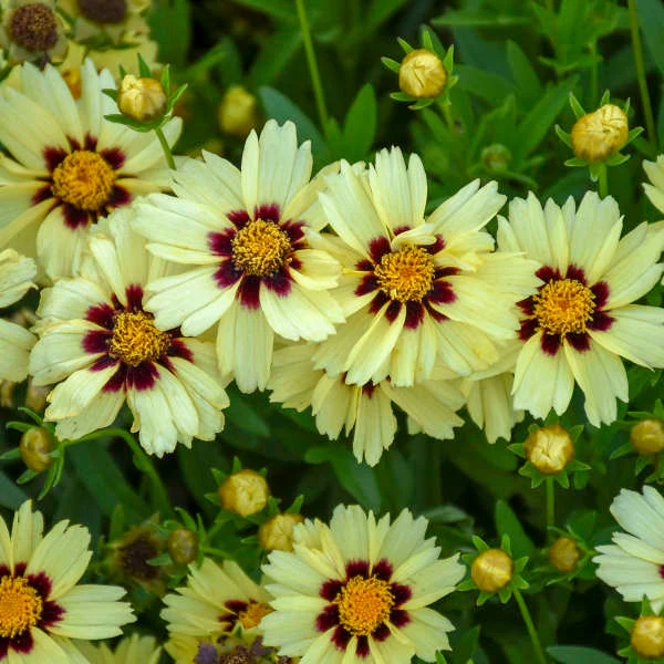 Uptick⢠Cream & Red Tickseed (Coreopsis) - Image 2