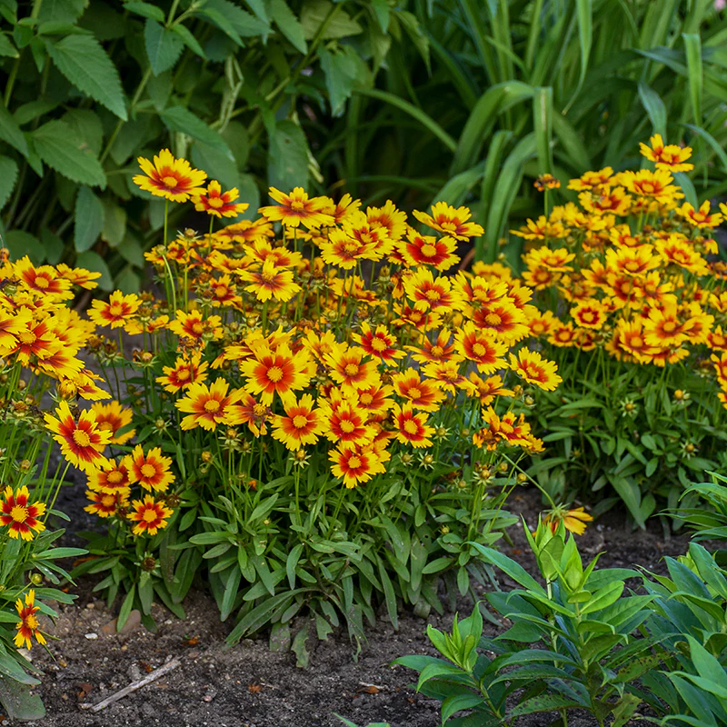 Uptick™ Gold & Bronze Tickseed (Coreopsis) - Image 3