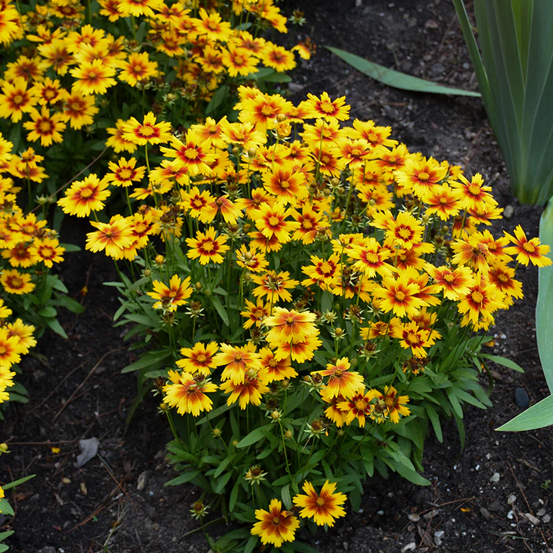 Uptick™ Gold & Bronze Tickseed (Coreopsis) - Image 4