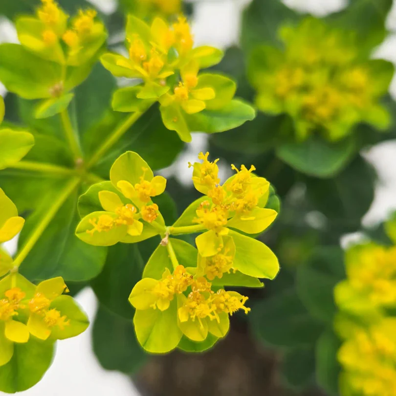 'Urge to Splurge' Spurge (Euphorbia) - Image 2