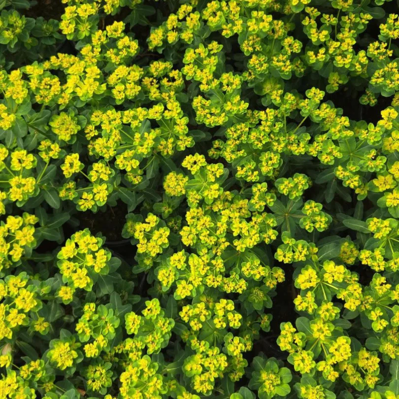 'Urge to Splurge' Spurge (Euphorbia) - Image 3