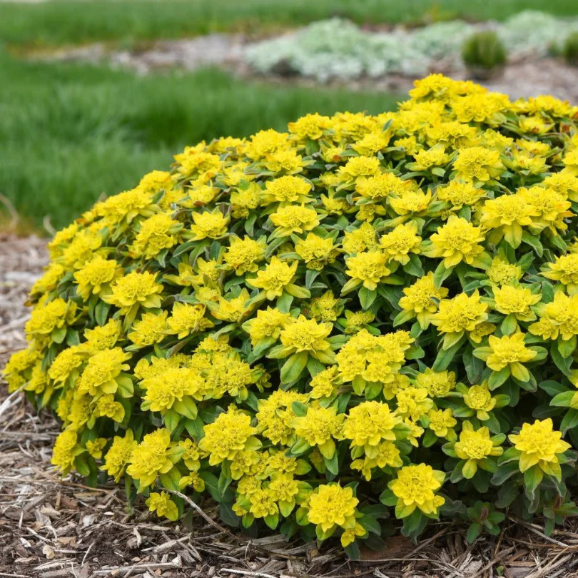 'Urge to Splurge' Spurge (Euphorbia) - Image 4