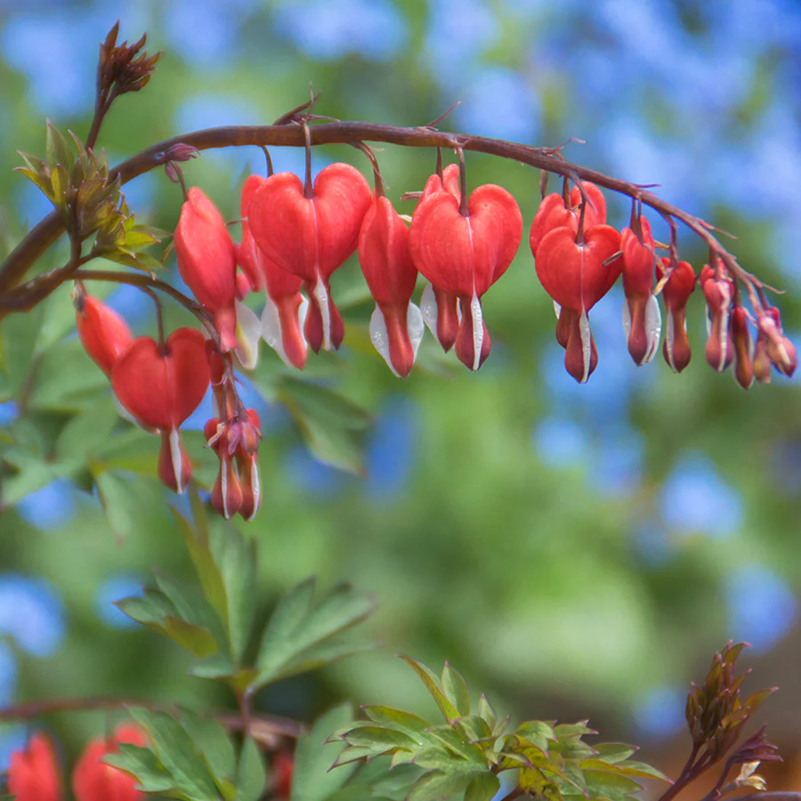 Valentine® Bleeding Heart (Dicentra) - Image 2