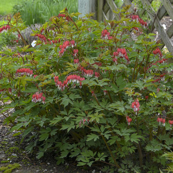 Valentine® Bleeding Heart (Dicentra) - Image 3