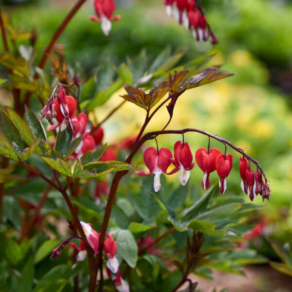 Valentine® Bleeding Heart (Dicentra) - Image 4