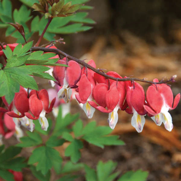 Valentine® Bleeding Heart (Dicentra) - Image 5